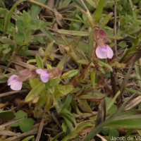Impatiens oppositifolia L.
